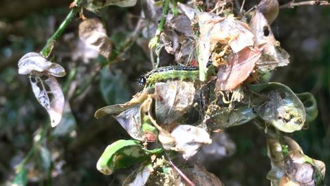Le laboratoire Biocontrôle de l’Inrae à Antibes (06), parti à la recherche de prédateurs, va bientôt proposer l’insecte POL (pour prédateur d’œuf et de larves), capable de manger jusqu’à 400 œufs et 50 larves par jour. © L.Hespel